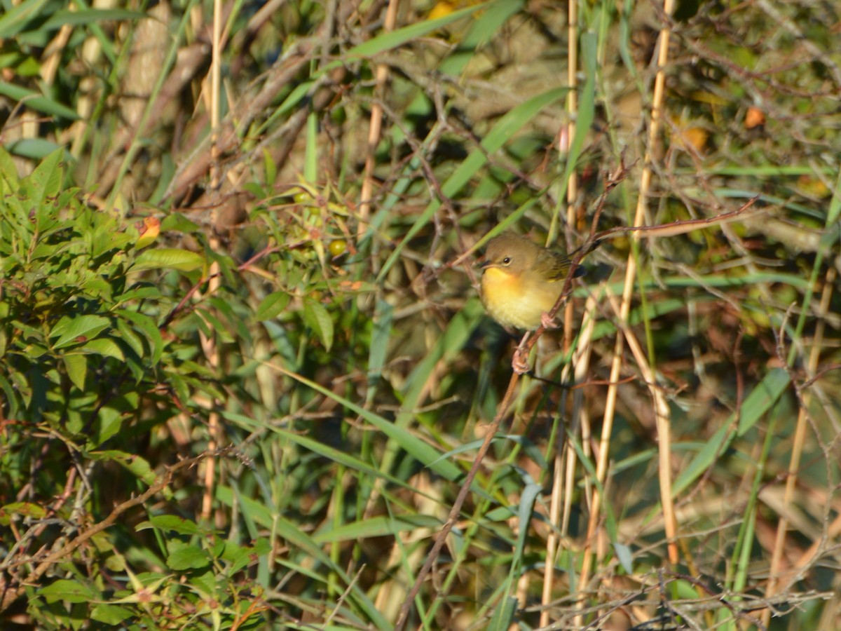 Common Yellowthroat - ML641140692