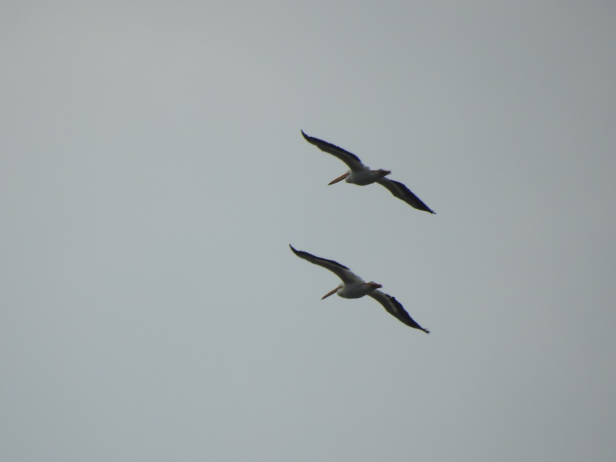 American White Pelican - ML641140695