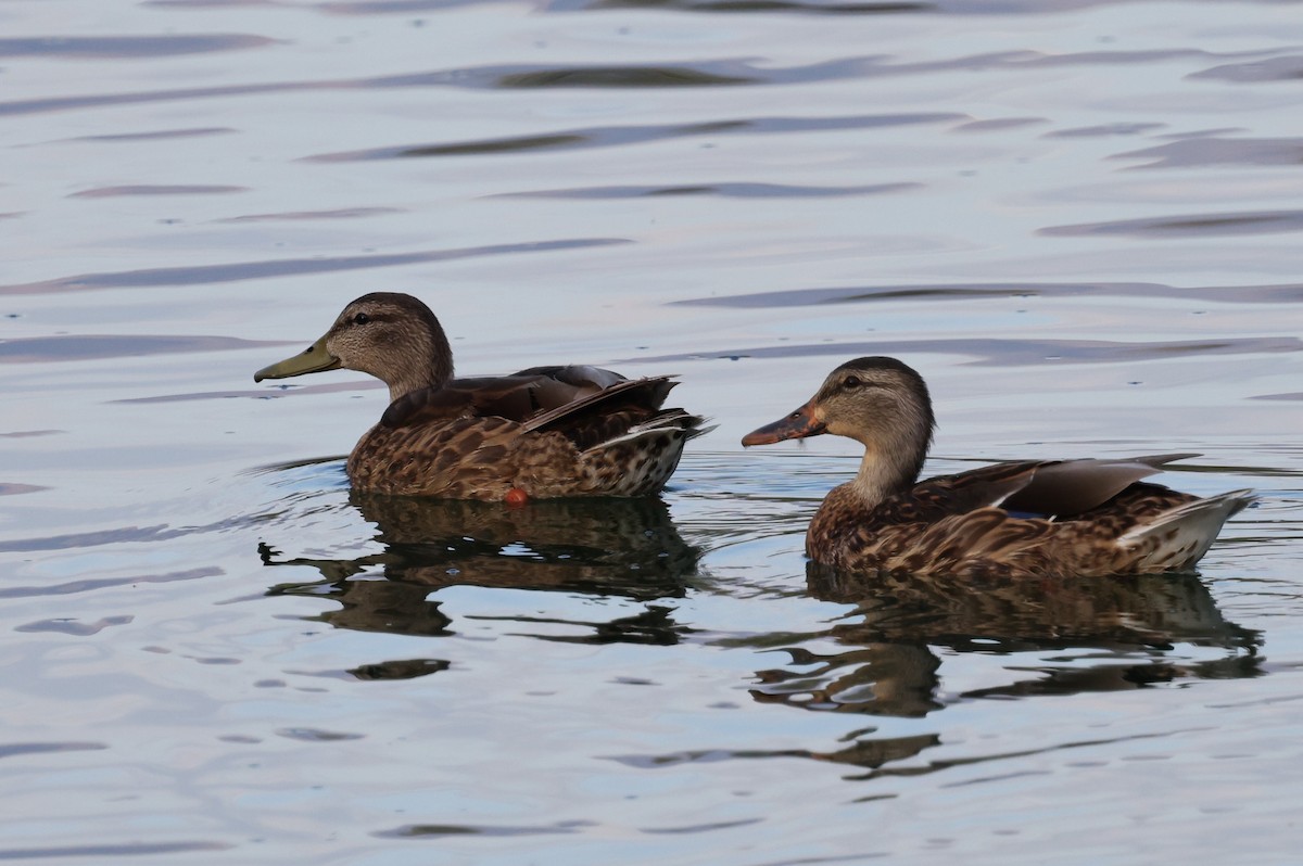 Mallard x Mexican Duck (hybrid) - ML641140714