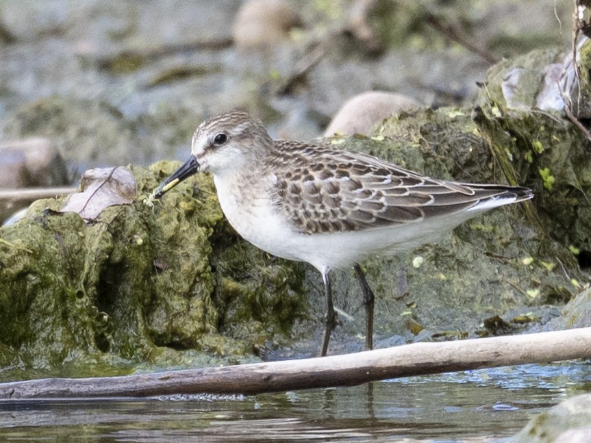 Semipalmated Sandpiper - ML641140719