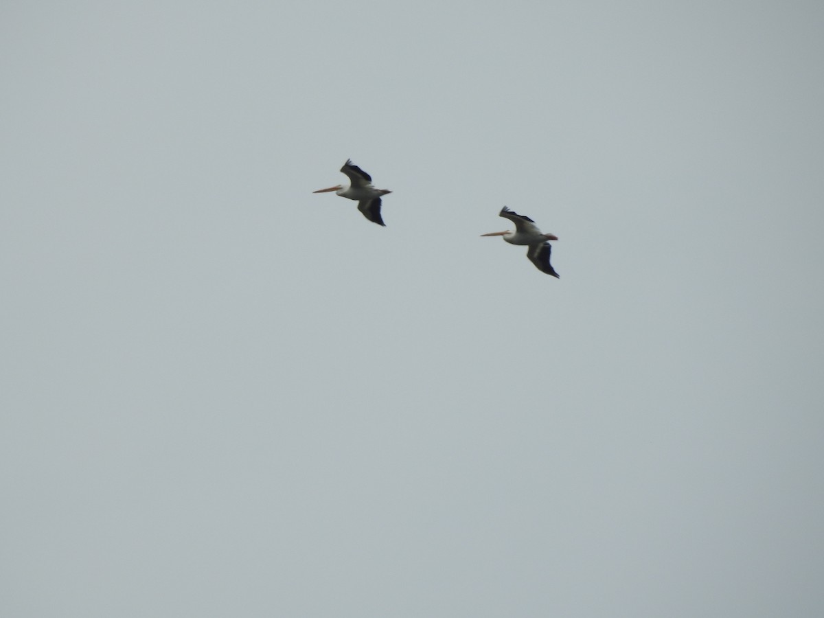 American White Pelican - ML641140726