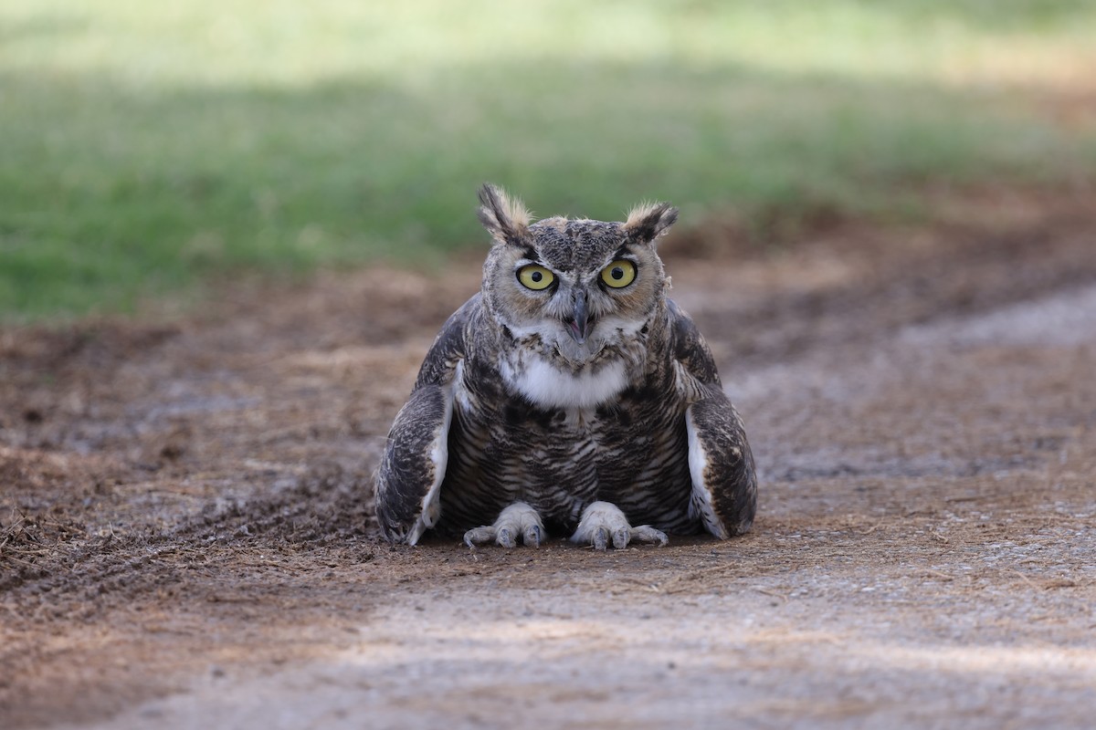 Great Horned Owl - ML641140731