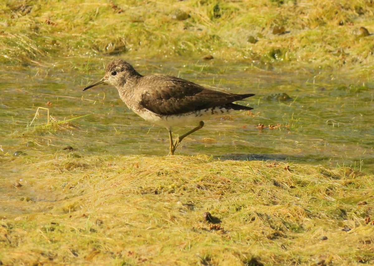 Solitary Sandpiper - ML641140734