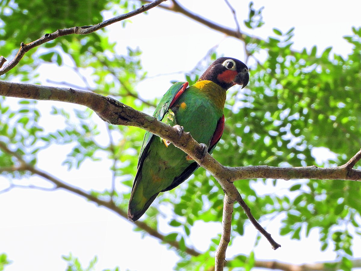 Orange-cheeked Parrot - ML641140735