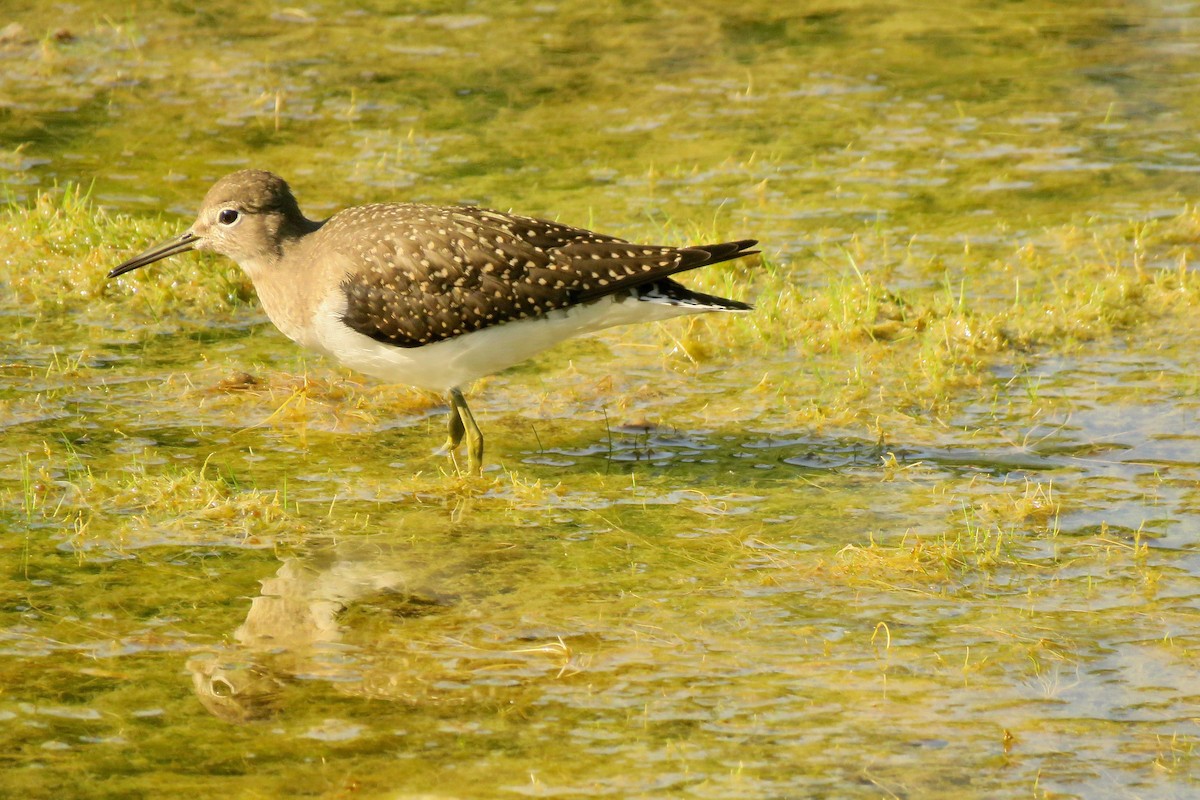 Solitary Sandpiper - ML641140741