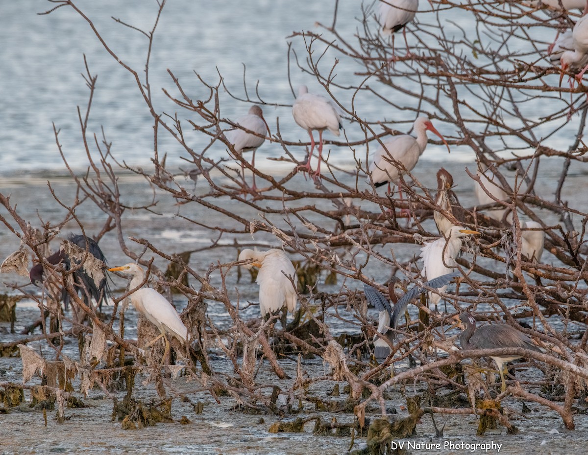 Tricolored Heron - ML641140750