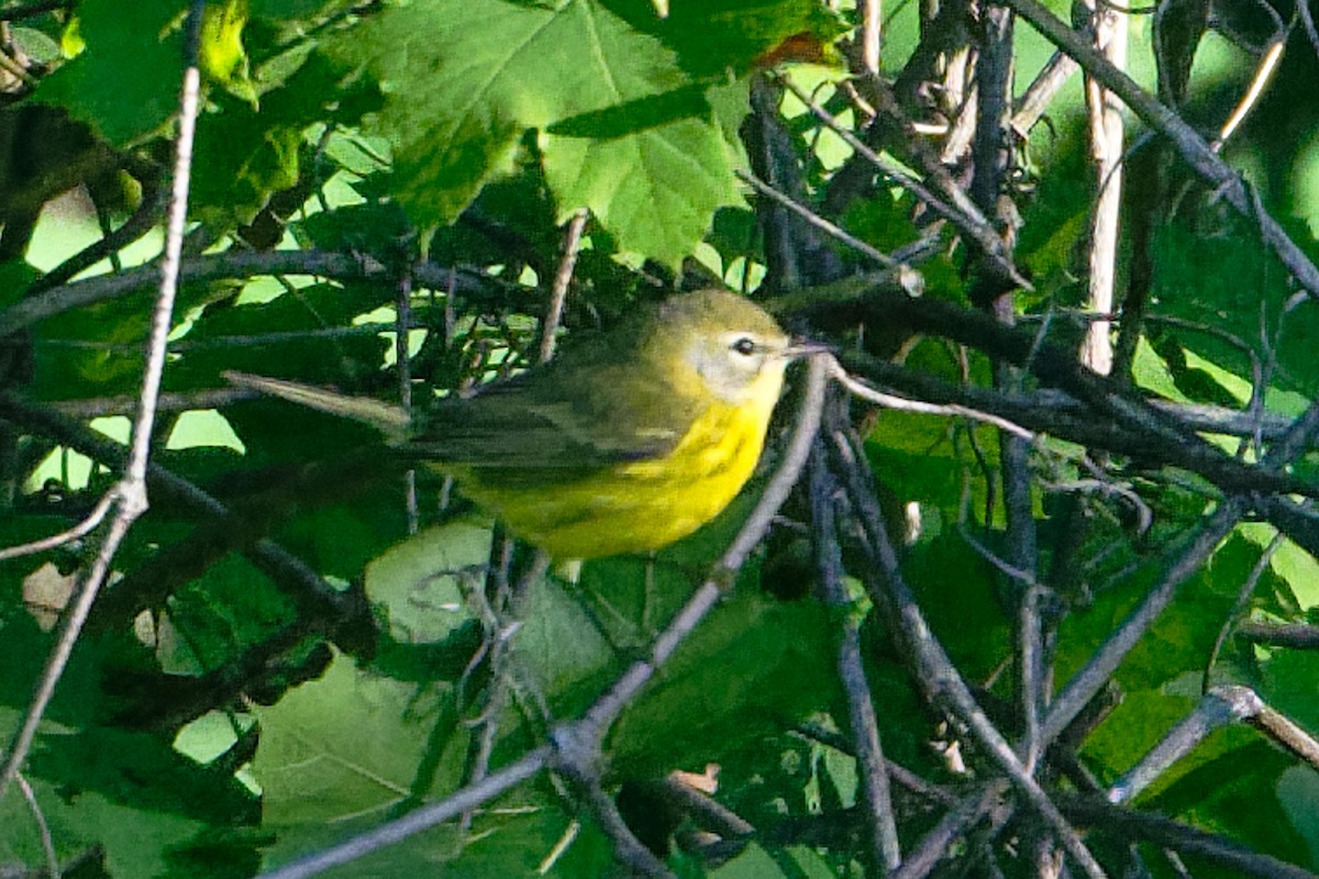 Prairie Warbler - ML641140765