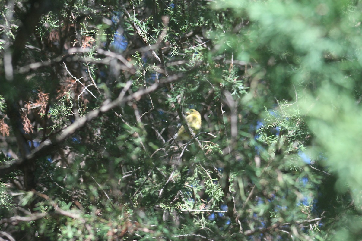 American Goldfinch - ML641140774