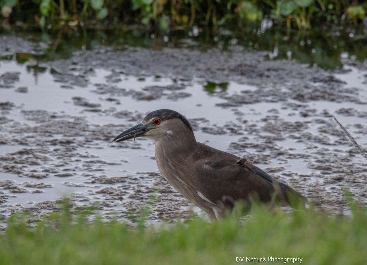 Ногоовор зашин - ML641140776