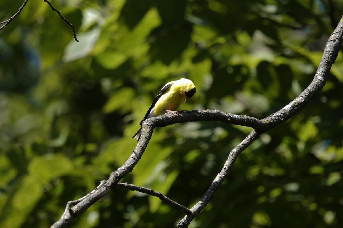 American Goldfinch - ML641140777