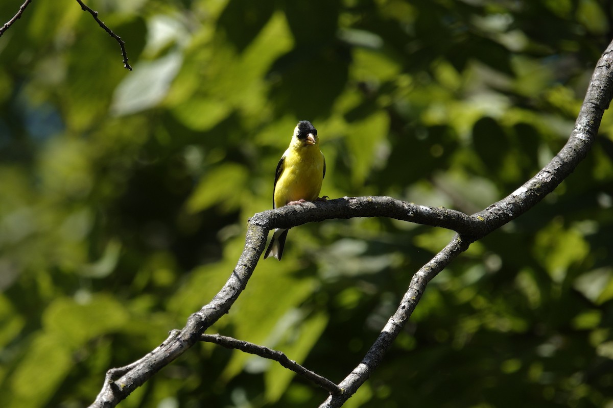 American Goldfinch - ML641140778