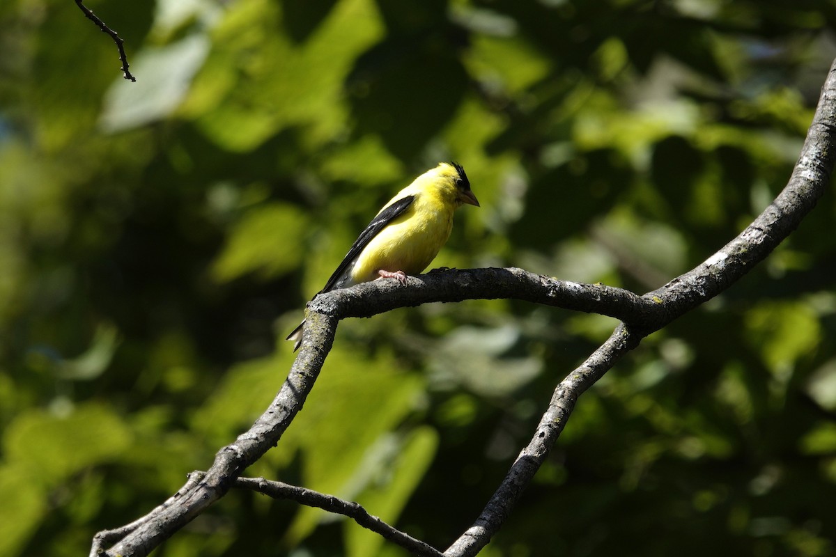 American Goldfinch - ML641140779