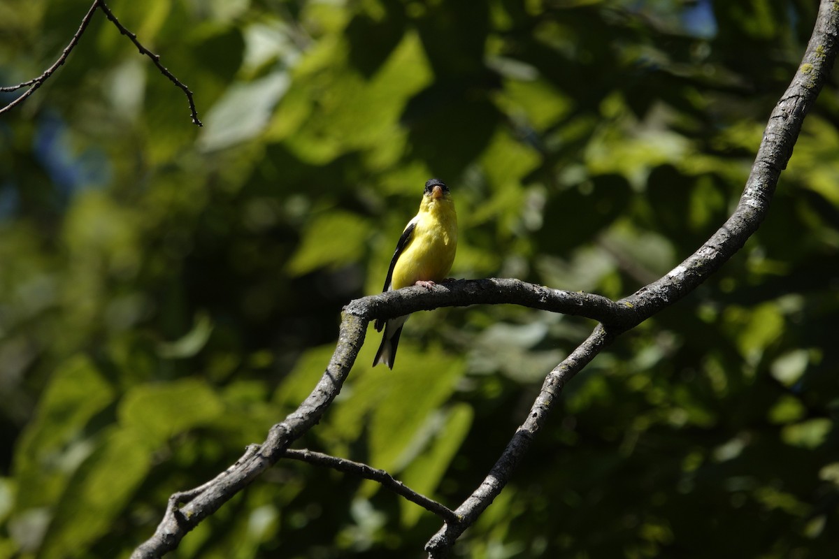 American Goldfinch - ML641140780