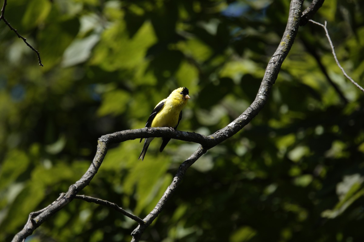 American Goldfinch - ML641140781