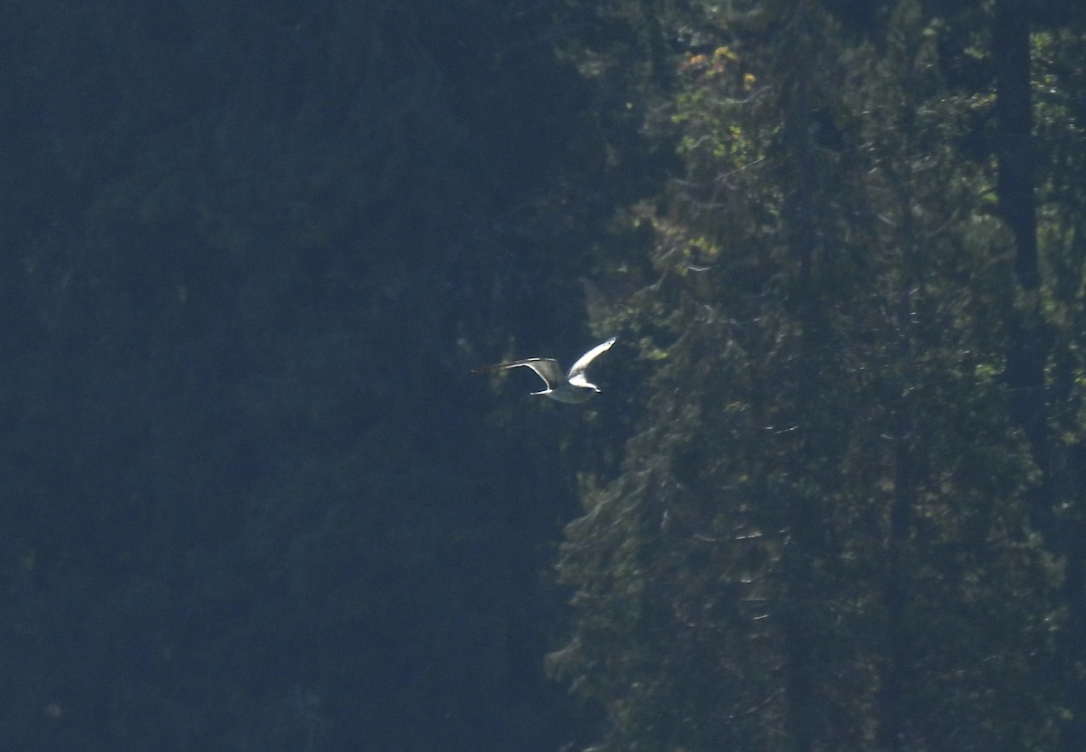 Gaviota de Sabine - ML641140790