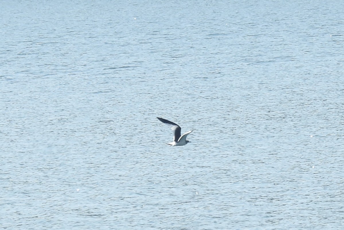 Gaviota de Sabine - ML641140796