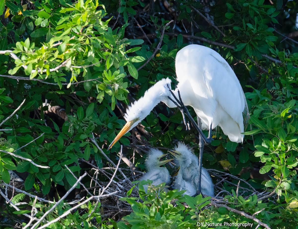 Цасч дэглий - ML641140801