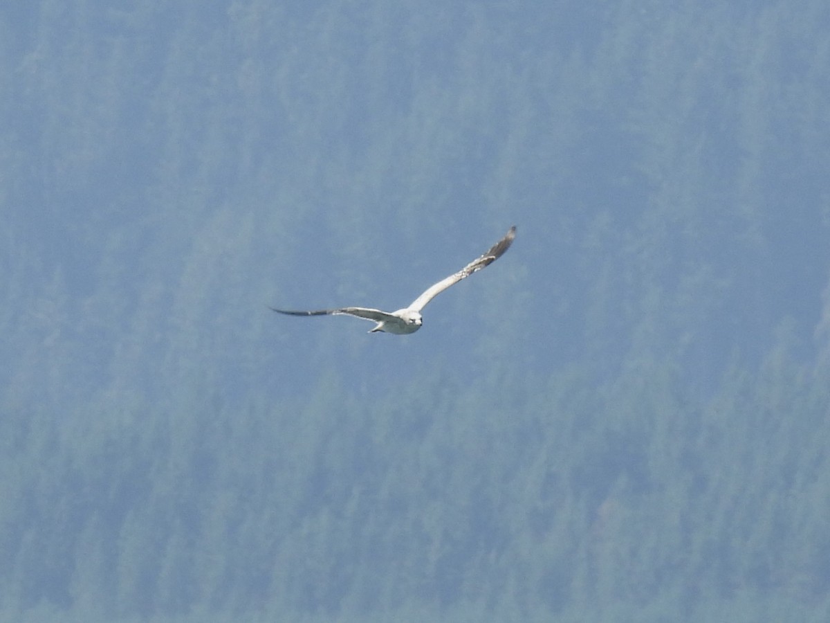 Gaviota de Sabine - ML641140808
