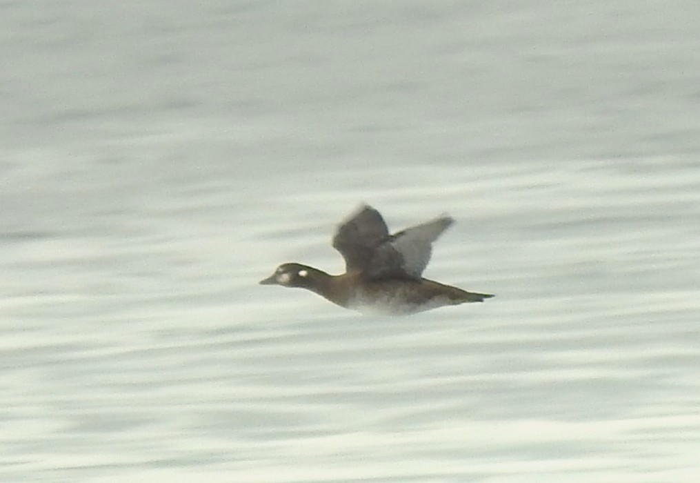 Harlequin Duck - ML641140809