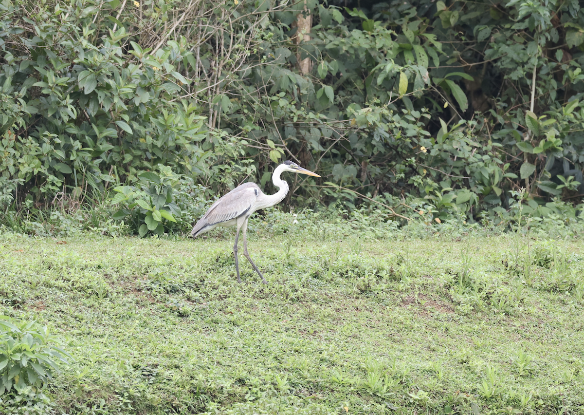 Cocoi Heron - ML641140821