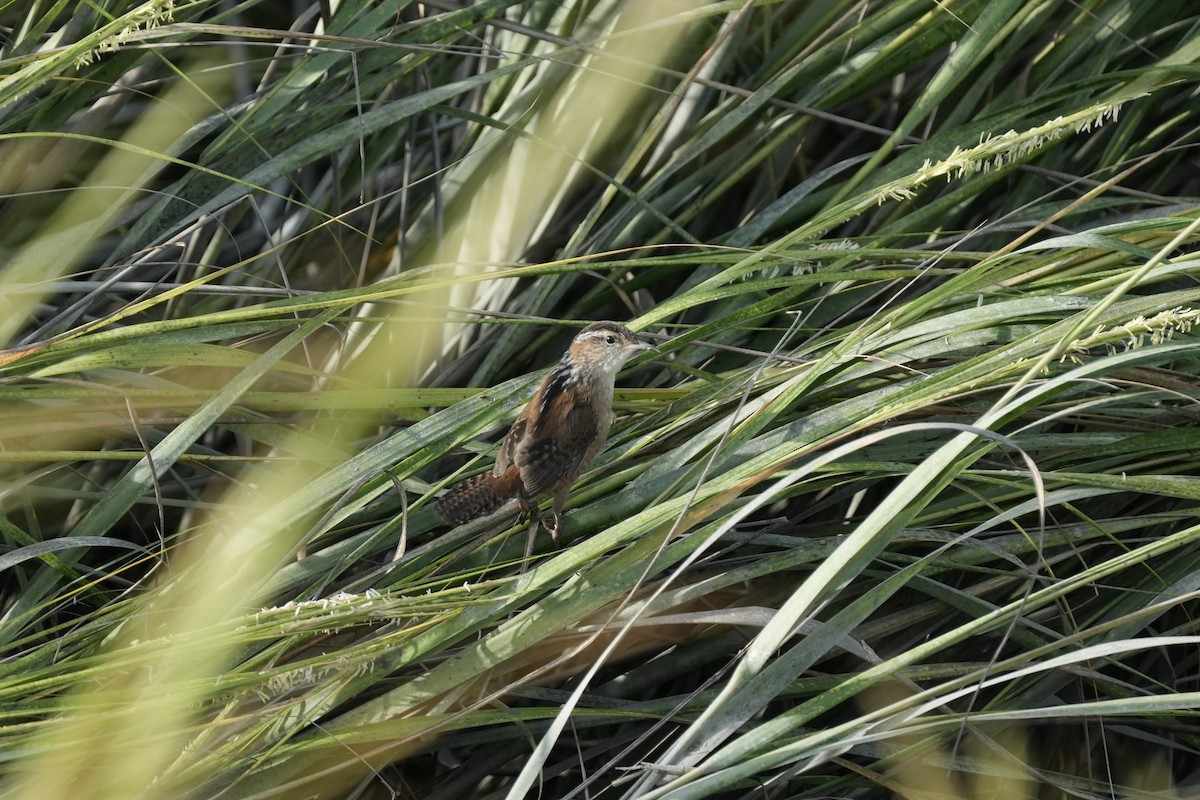 Marsh Wren - ML641140823