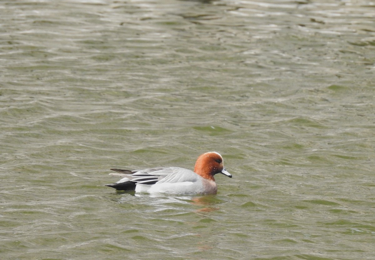 Eurasian Wigeon - ML641140831
