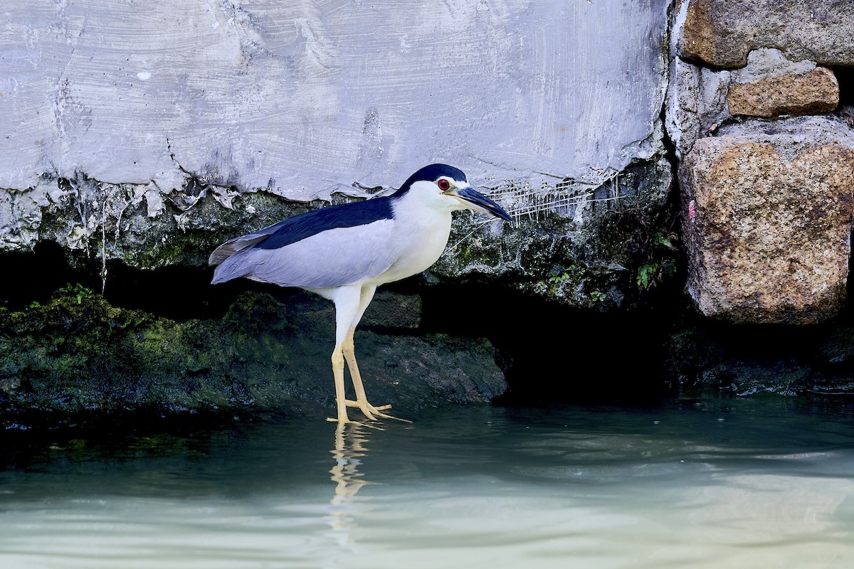 Black-crowned Night Heron - ML641140832