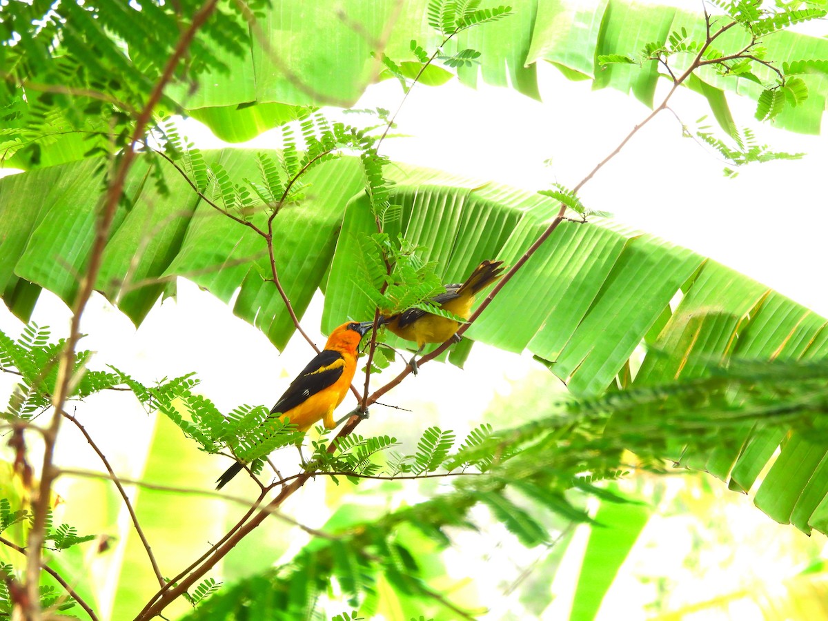 Altamira Oriole - ML641140834