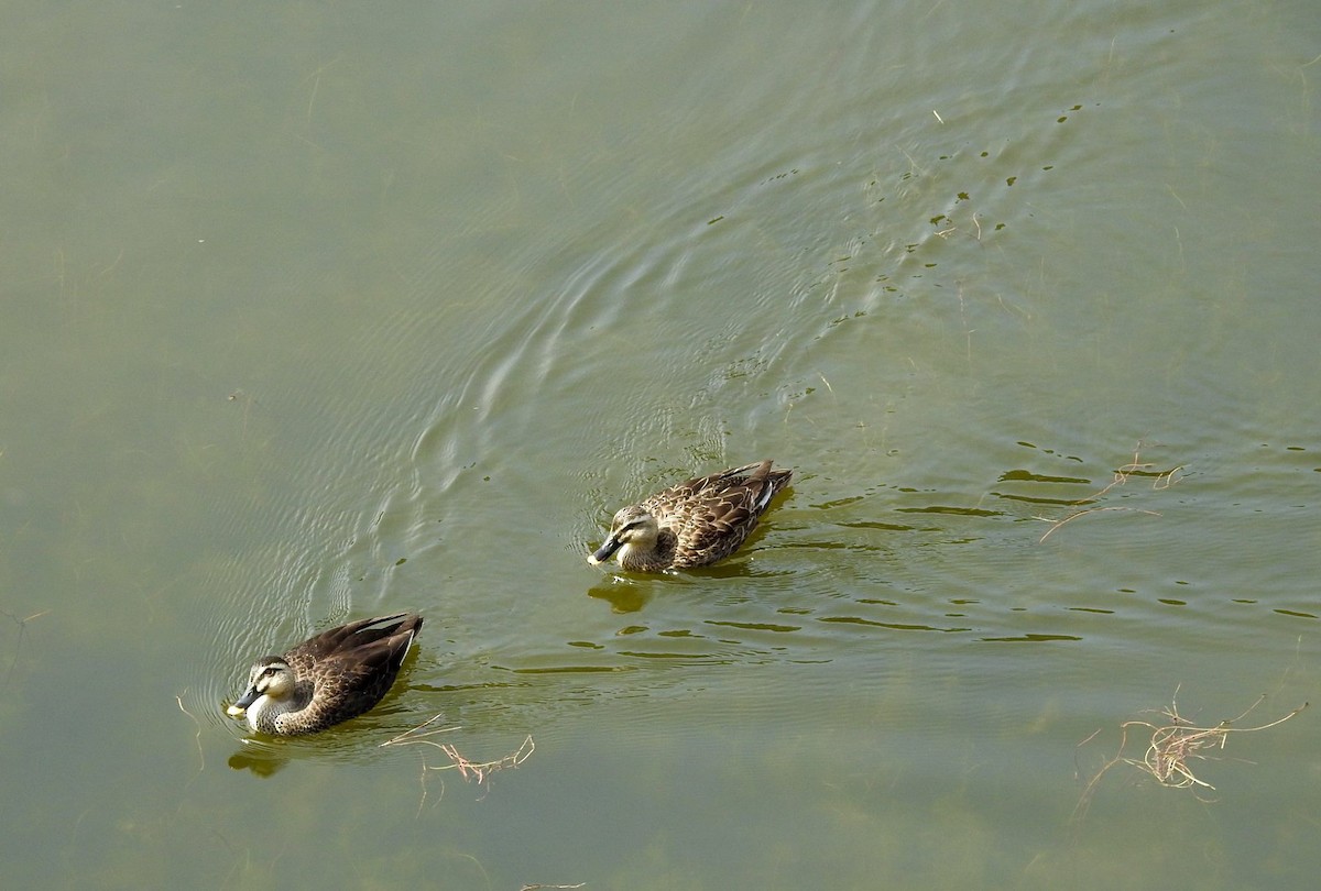 Eastern Spot-billed Duck - ML641140837