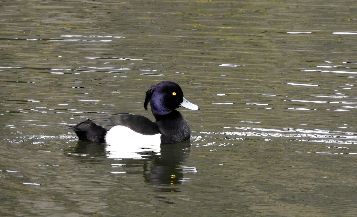 Tufted Duck - ML641140851
