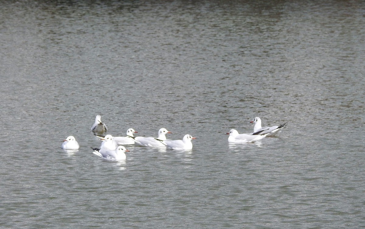 Black-headed Gull - ML641140860