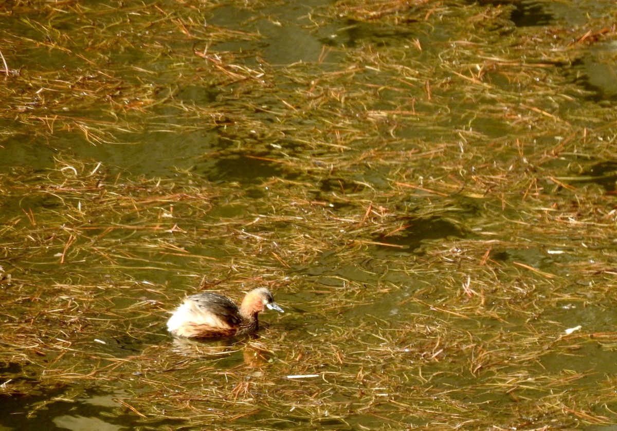 Little Grebe - ML641140863