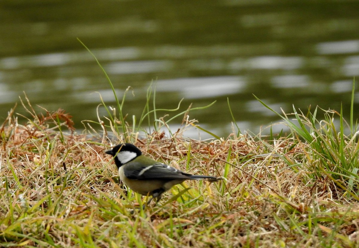 Asian Tit - ML641140867