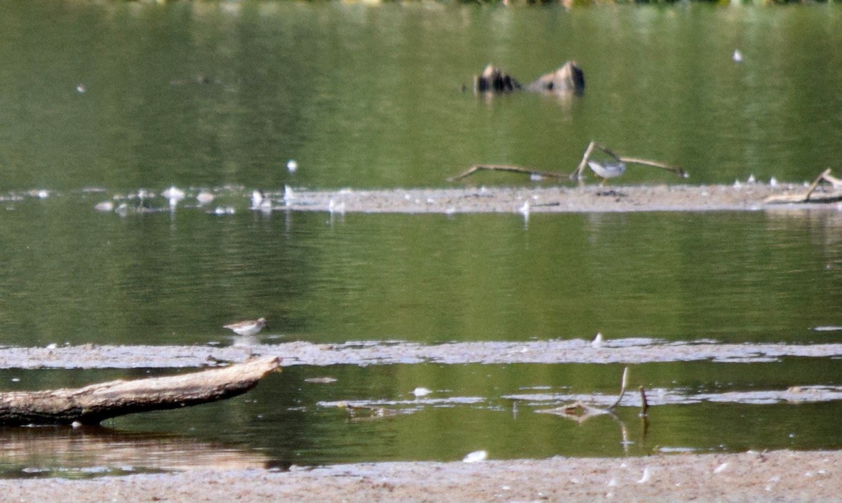 Spotted Sandpiper - ML641140868