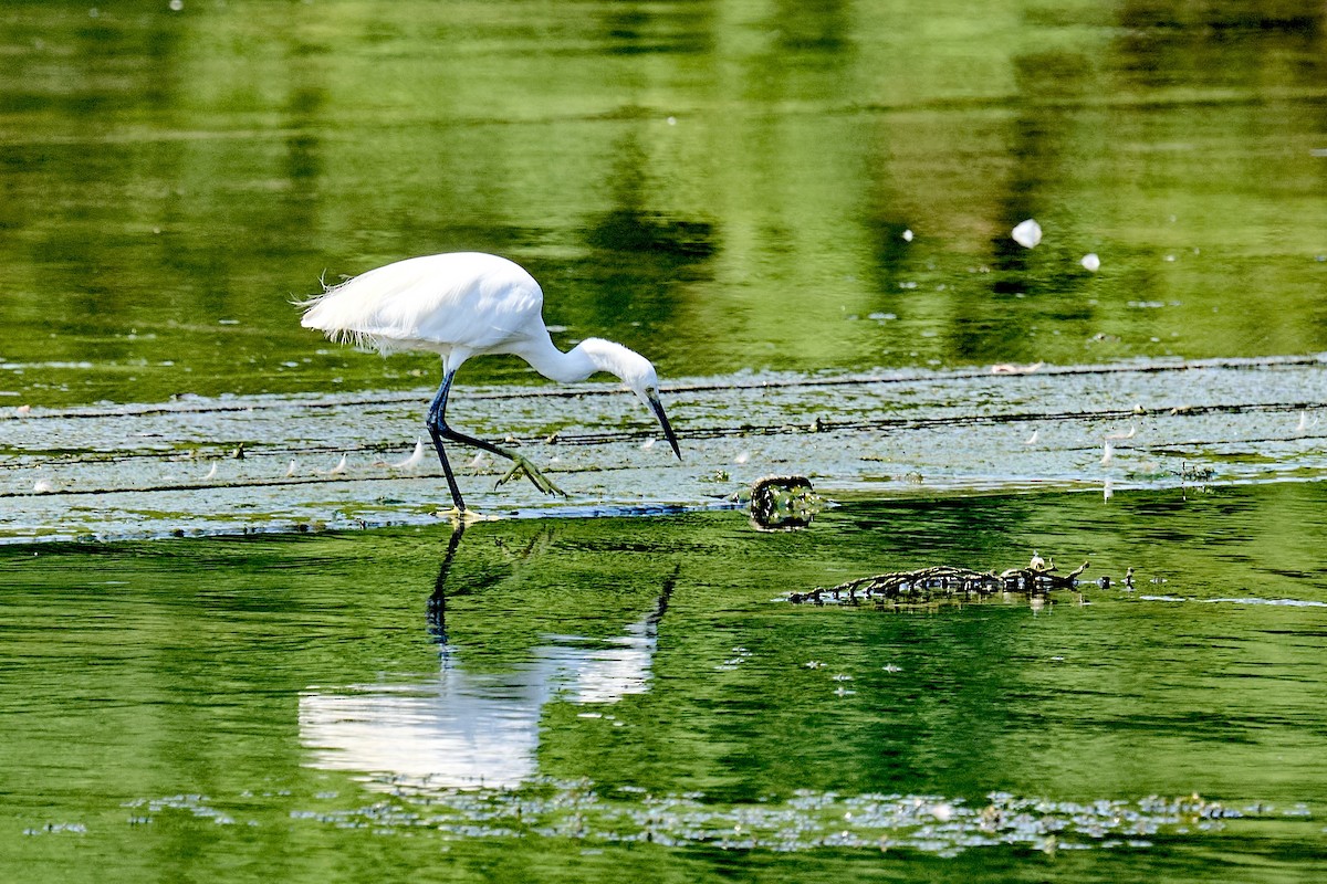 Little Egret - ML641140875
