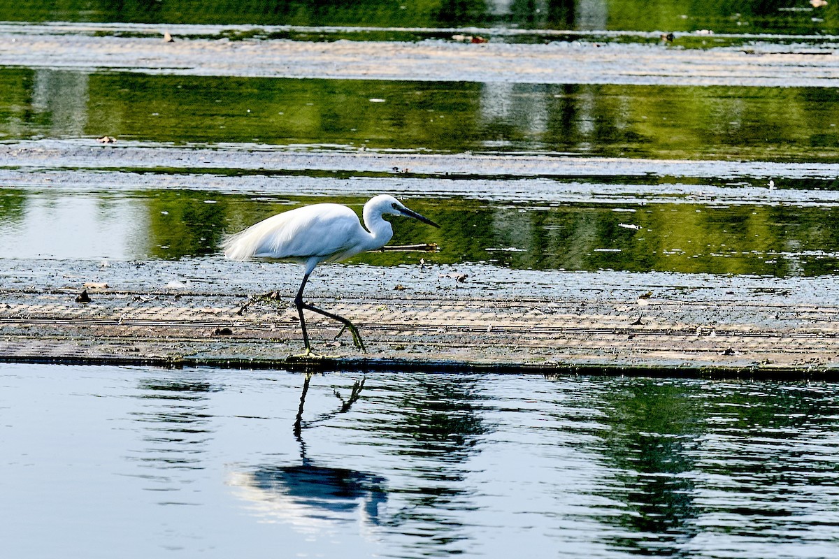 Little Egret - ML641140876