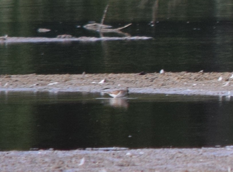 Spotted Sandpiper - ML641140880