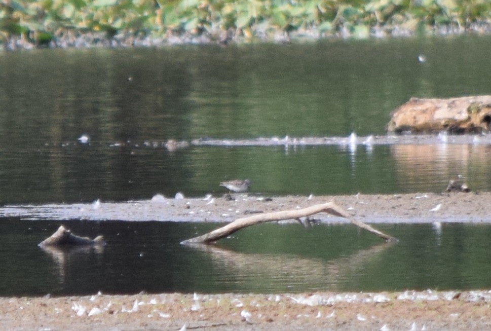 Spotted Sandpiper - ML641140883