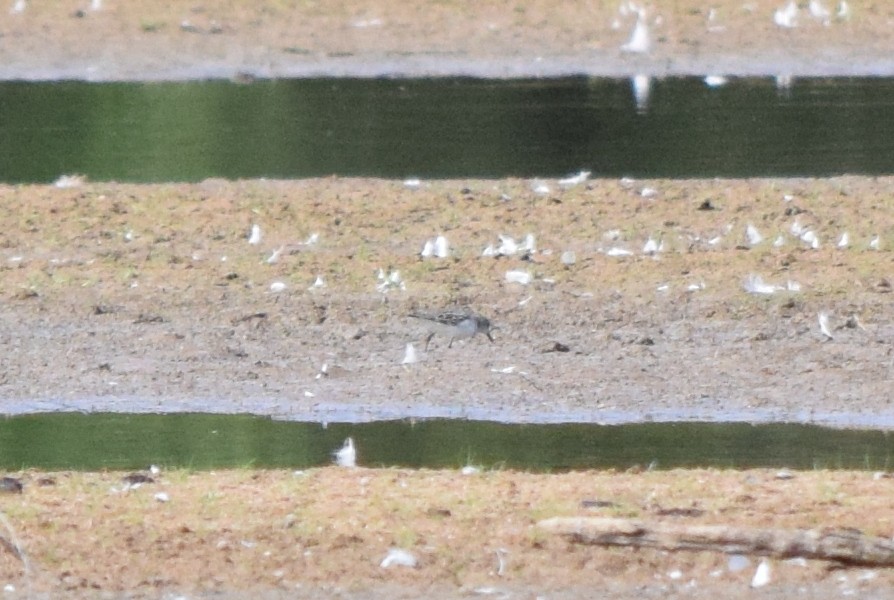 Spotted Sandpiper - ML641140886