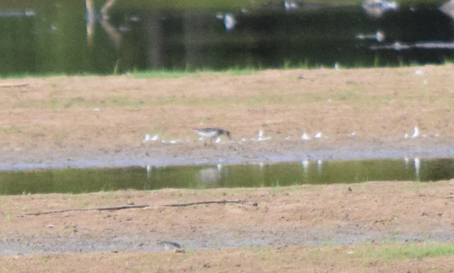 Spotted Sandpiper - ML641140890