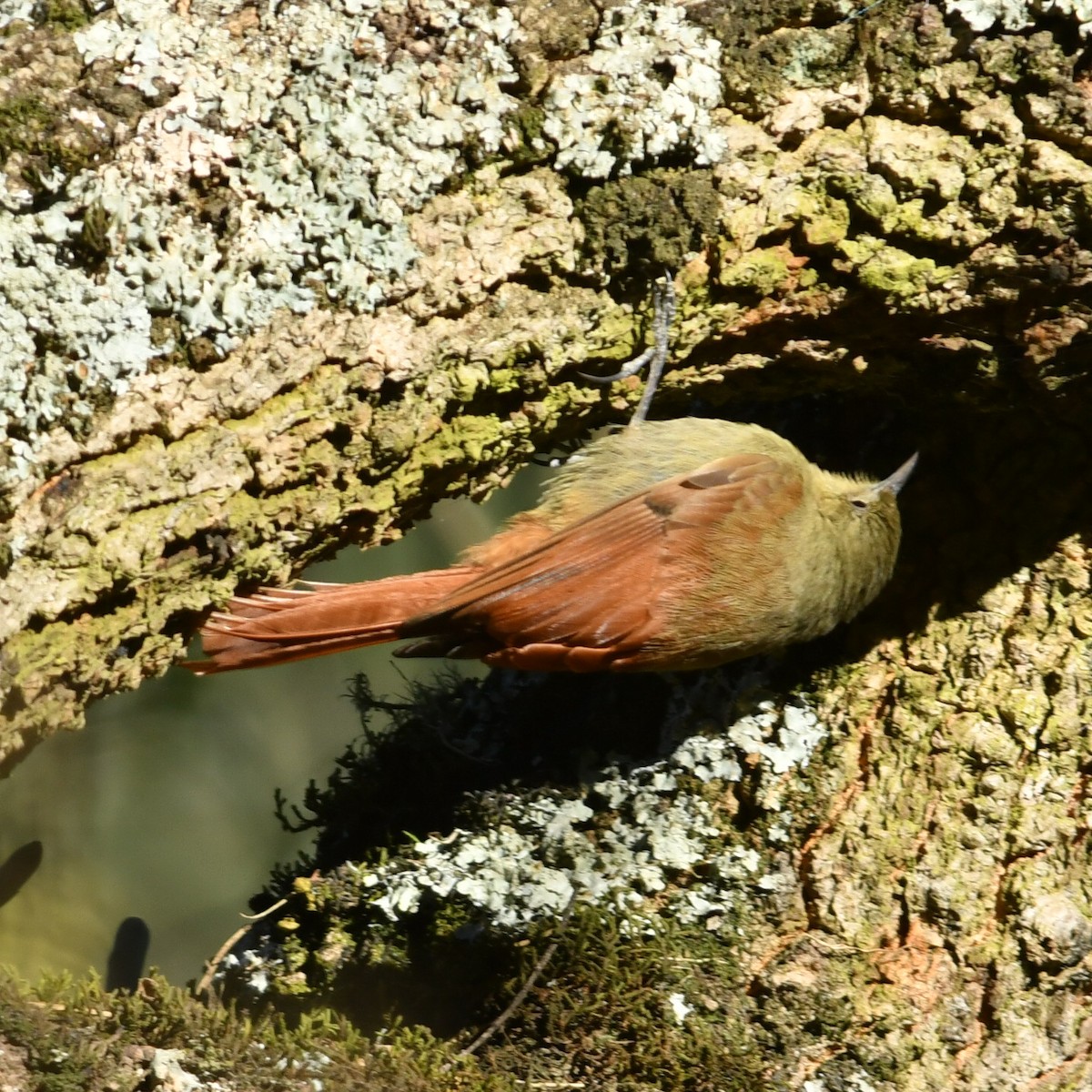Olivaceous Woodcreeper - ML641140901