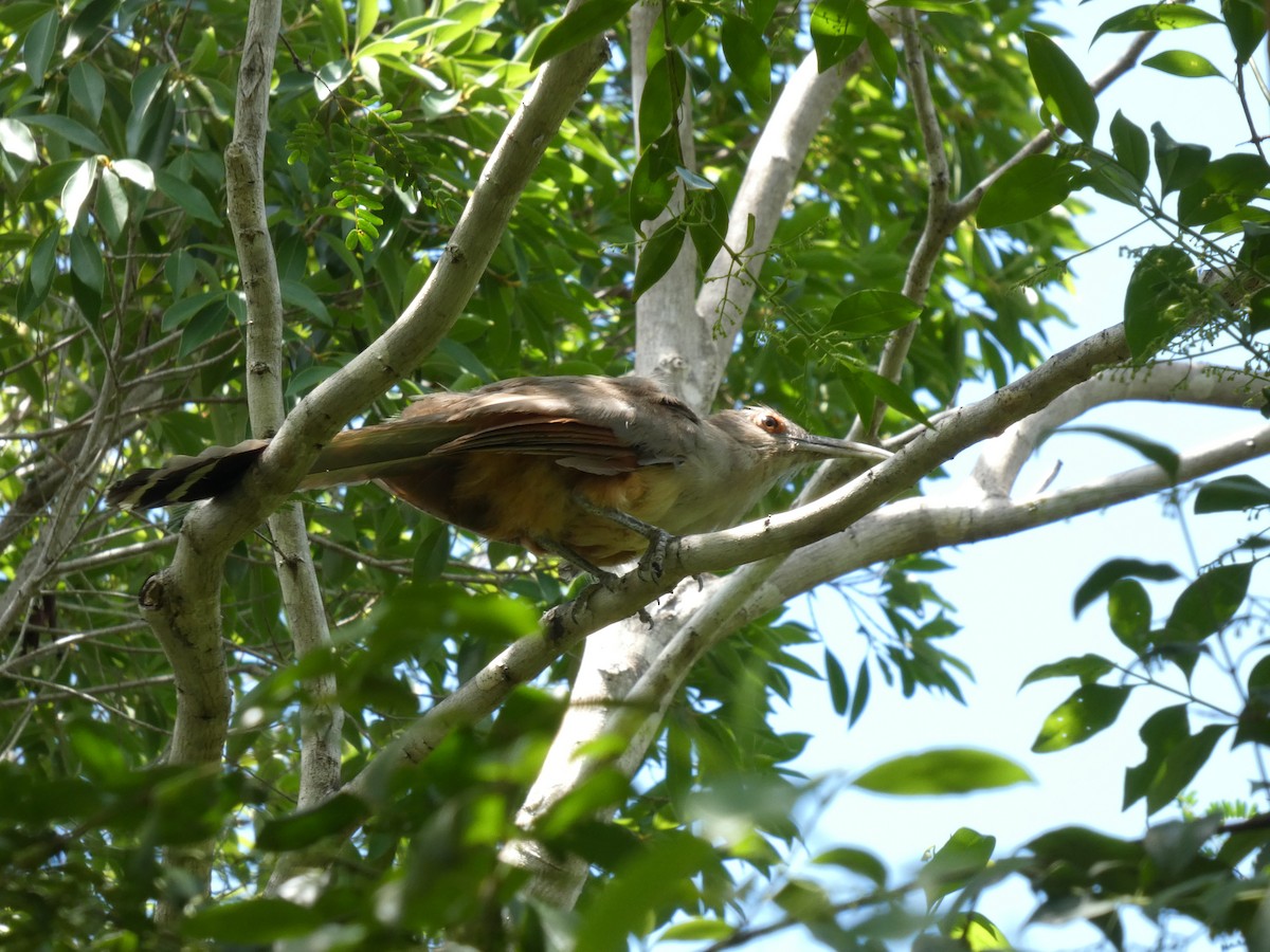 Great Lizard-Cuckoo - ML641140906