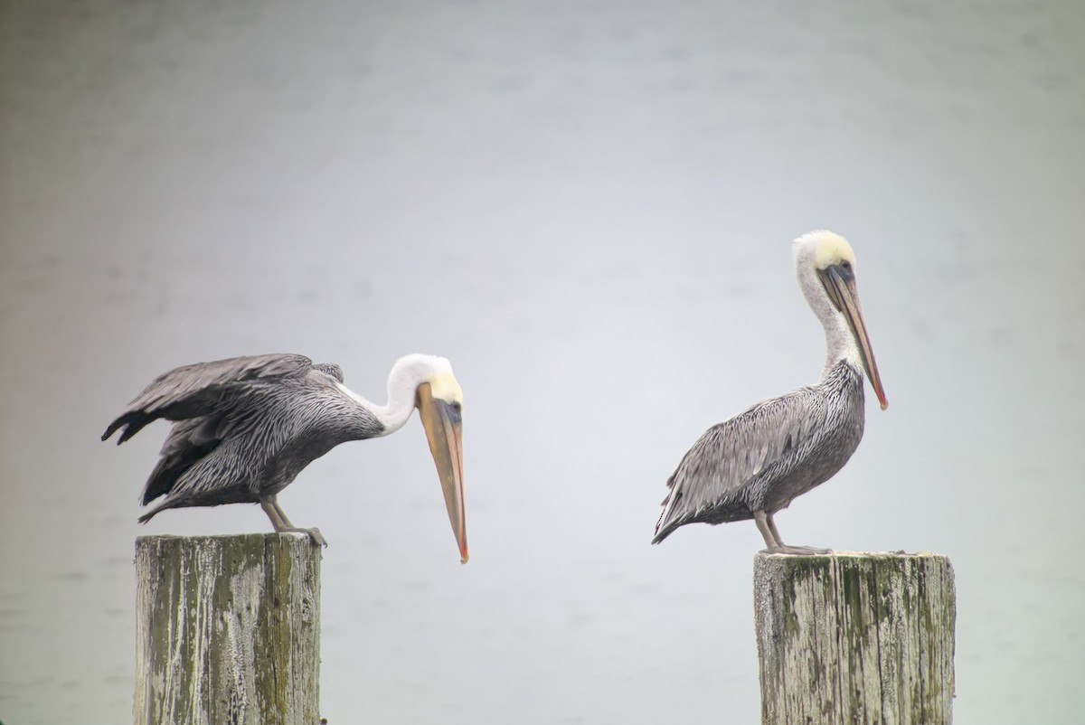 Brown Pelican - ML641140921