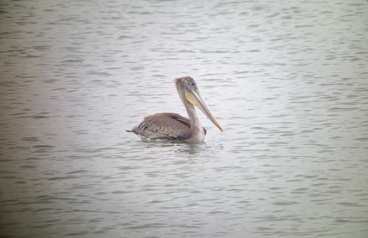 Brown Pelican - ML641140922