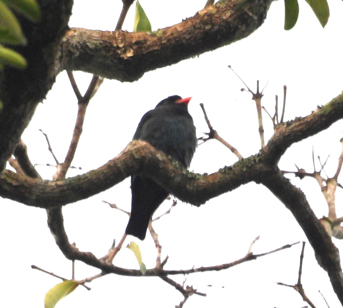 Dollarbird - ML641140938