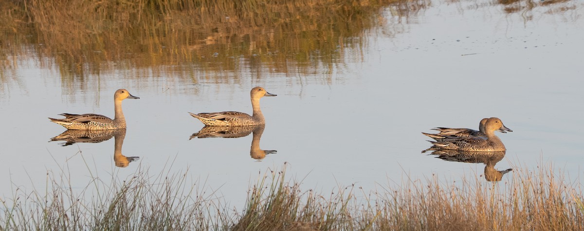 Northern Pintail - ML641140939
