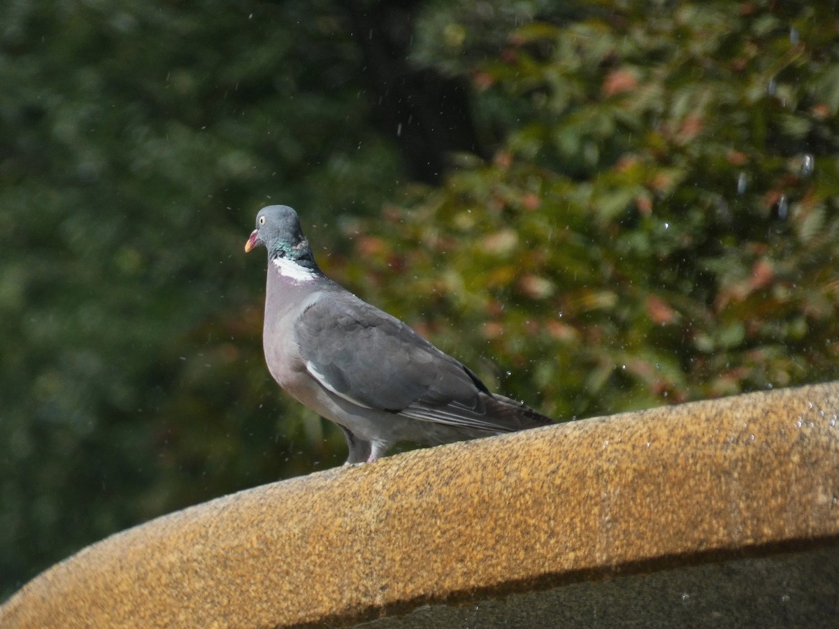 Ойн тагтаа - ML641140940