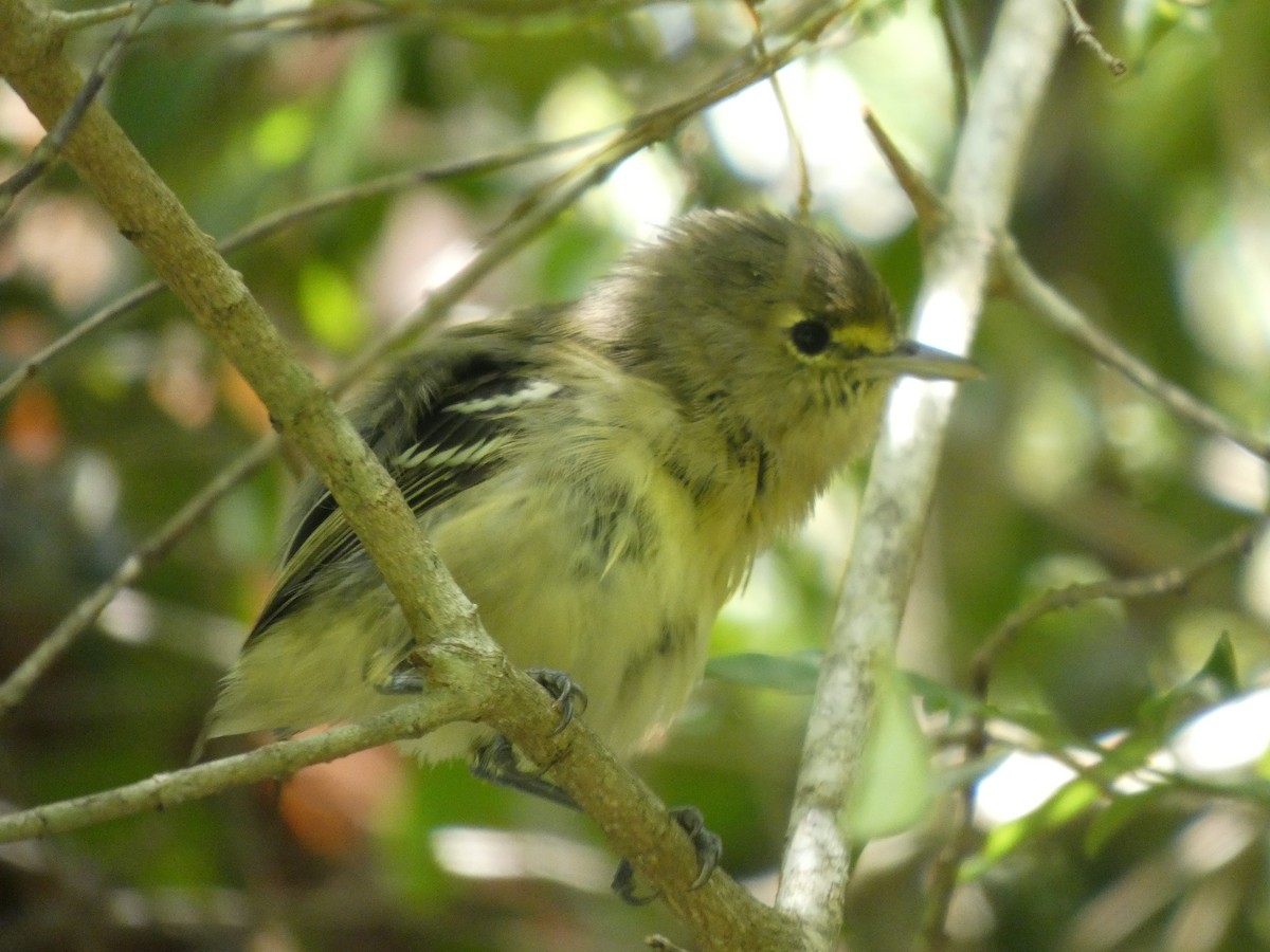 Thick-billed Vireo - ML641140973