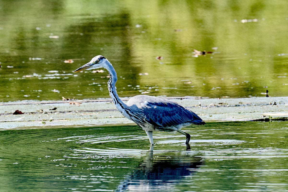 Gray Heron - ML641140984