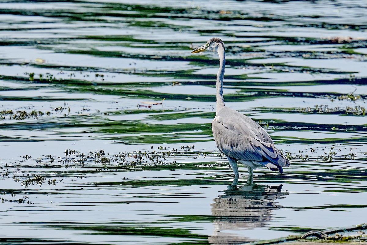 Gray Heron - ML641140985